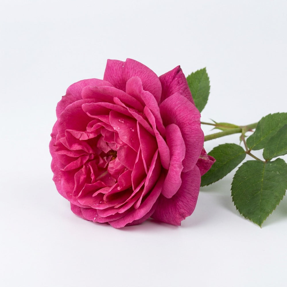 crop-1779335197505.jpg
